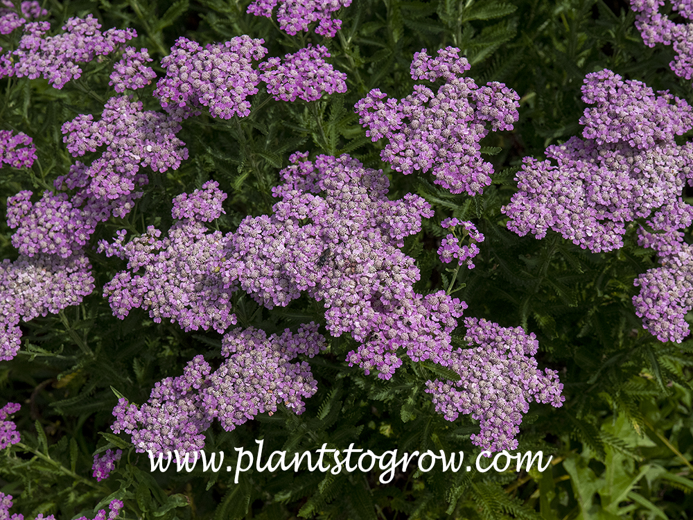 Achillea Firefly Amethyst
32-34 inches tall
rosy changing to light pink